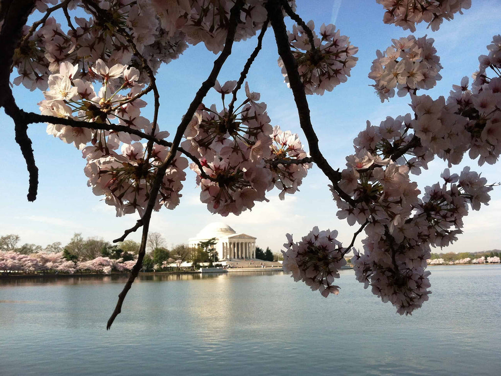 National Cherry Blossom Festival in Washington, DC