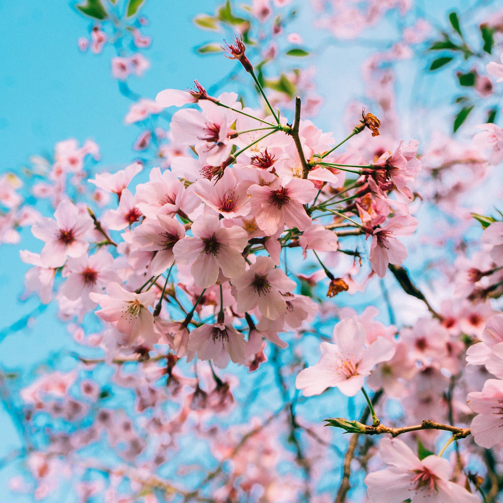 Cherry Blossom-Jenni Bick Custom Journals