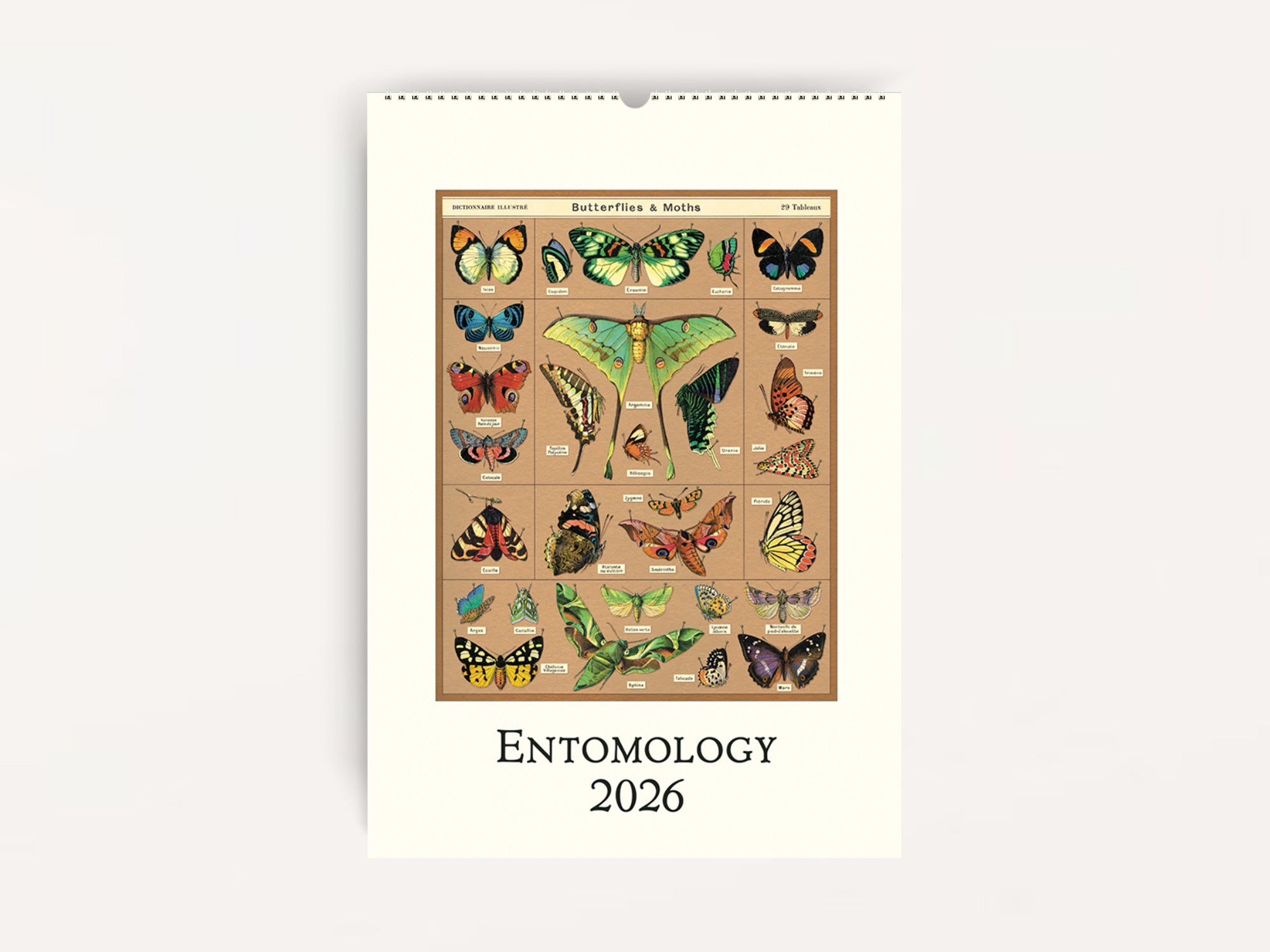 Cavallini 2026 WALL Calendar Entomology Jenni Bick Custom Journals Cavallini 2026 WALL Calendar Entomology 