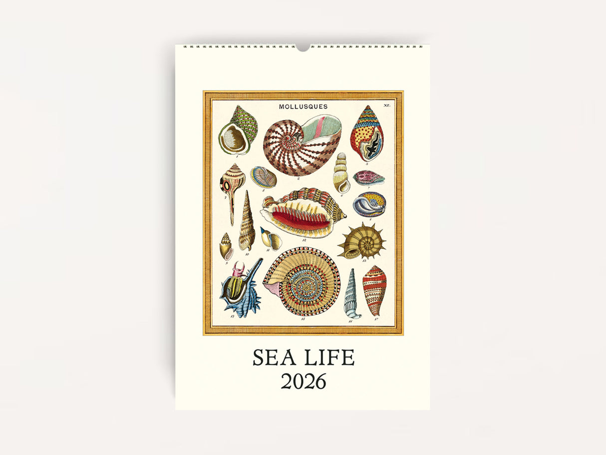 Cavallini 2026 WALL Calendar - Sea Life