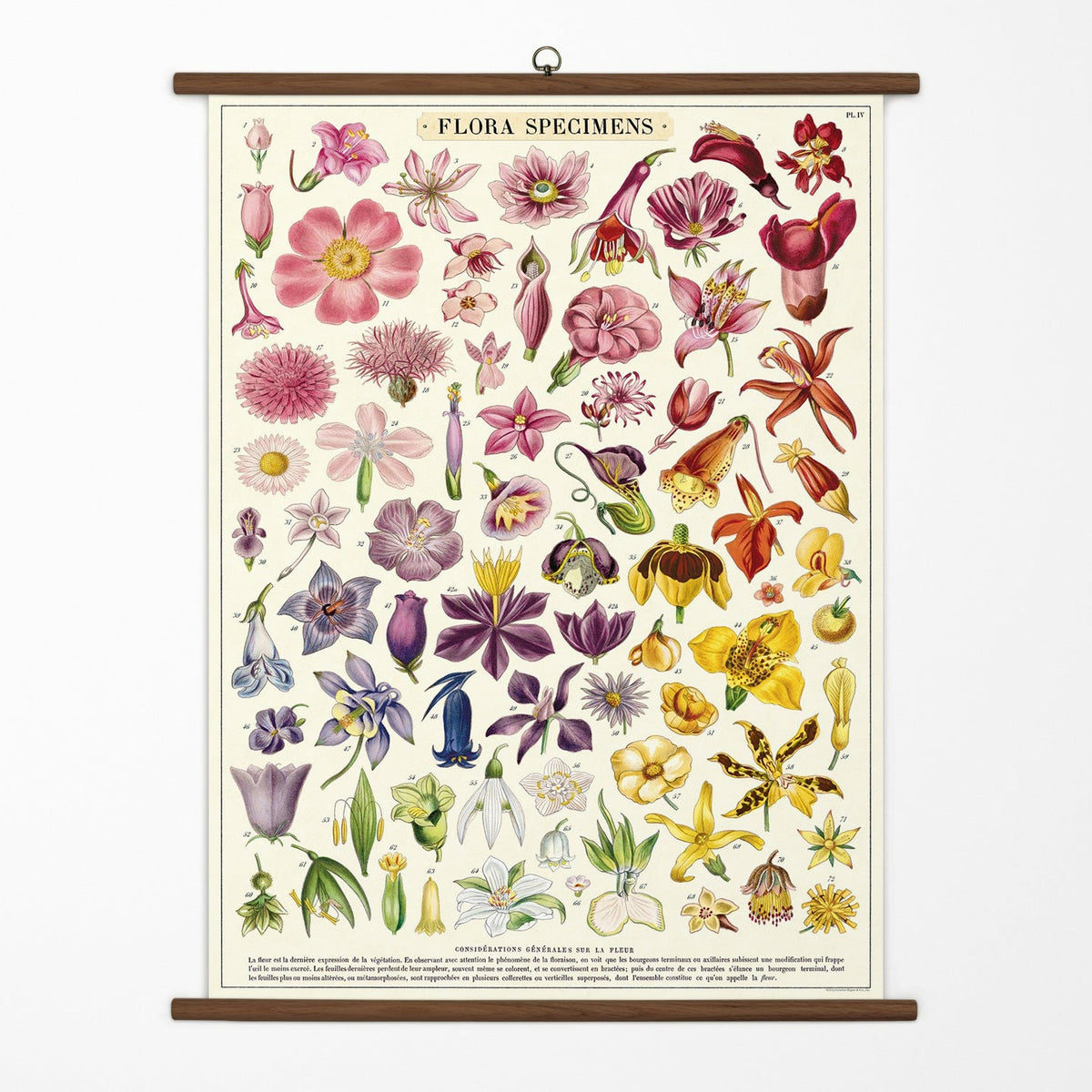 Cavallini Ferns Vintage School Chart - 40x28 Inch Botanical Wall Art Print