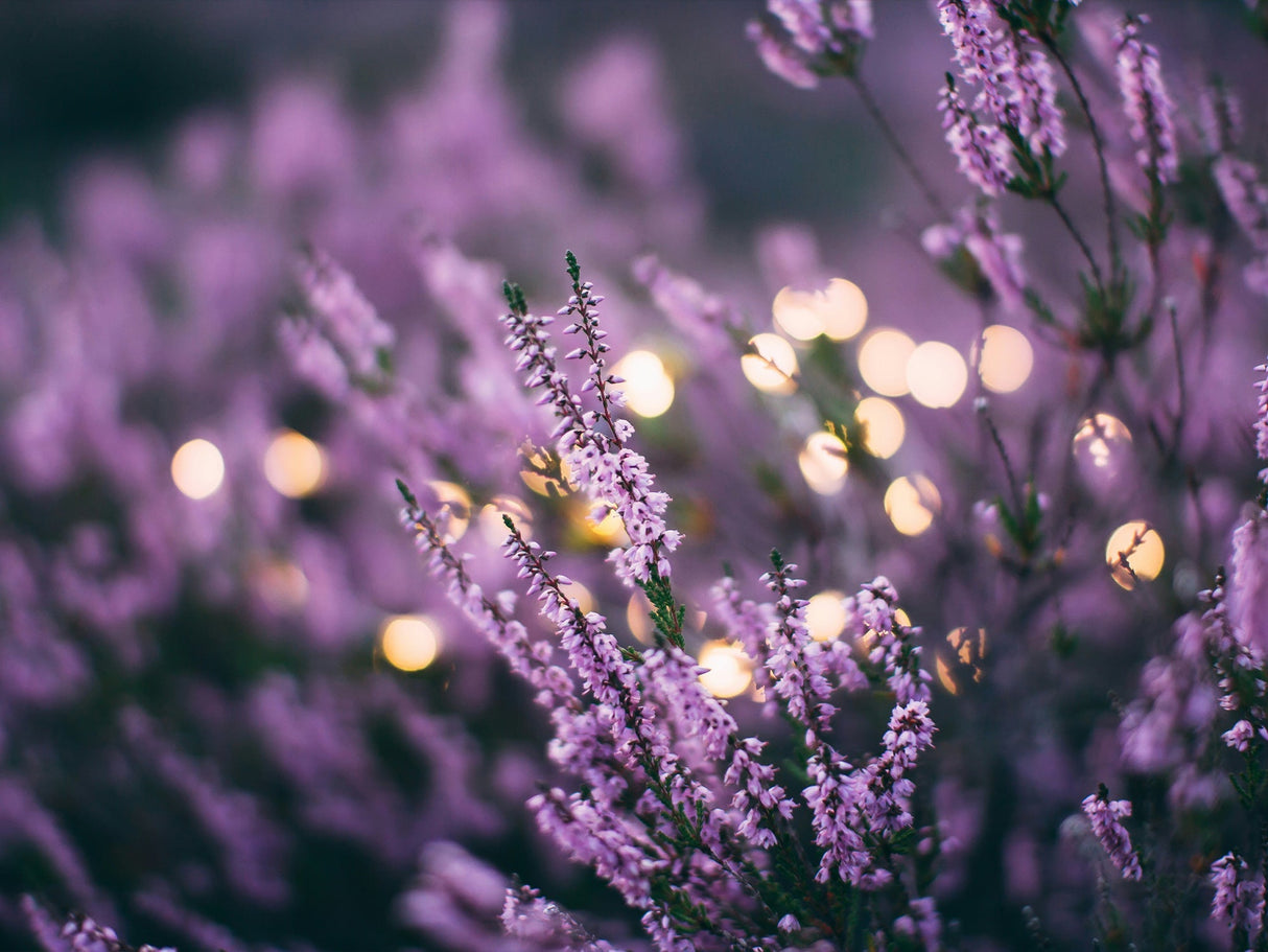 Dominant Industry Fountain Pen Ink 010 Lavender*