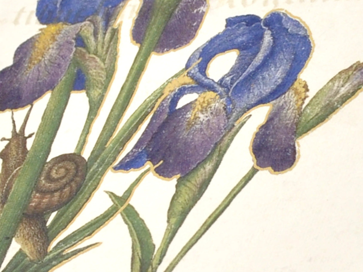 Handmade Parchment Paper Notebook - Illuminated Manuscript with Iris