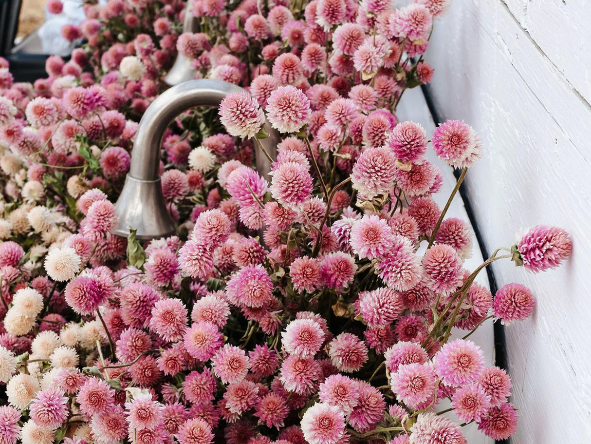 Sailor Pro Gear Slim Fountain Pen - Dried Flowers 2 - Globe Amaranth