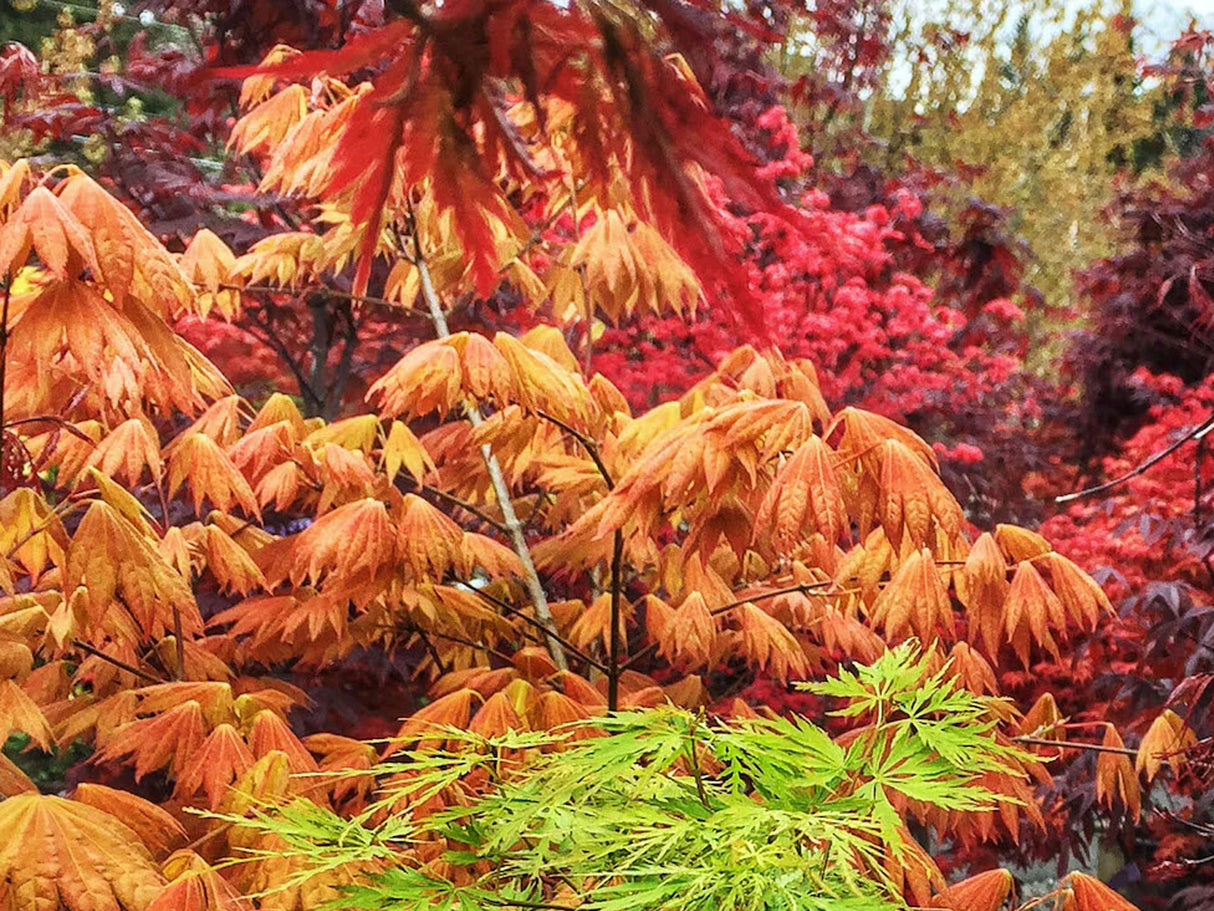 Sailor Pro Gear Slim Fountain Pen - Seasonal Waka Poetry - Autumn