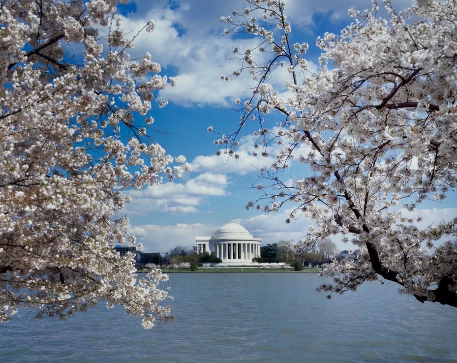 Cherry Blossom Washington DC Jefferson Memorial 