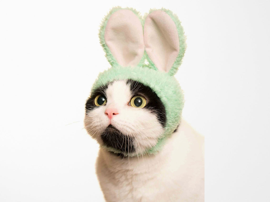 Cat Cap Blind Box - Rabbit Edition