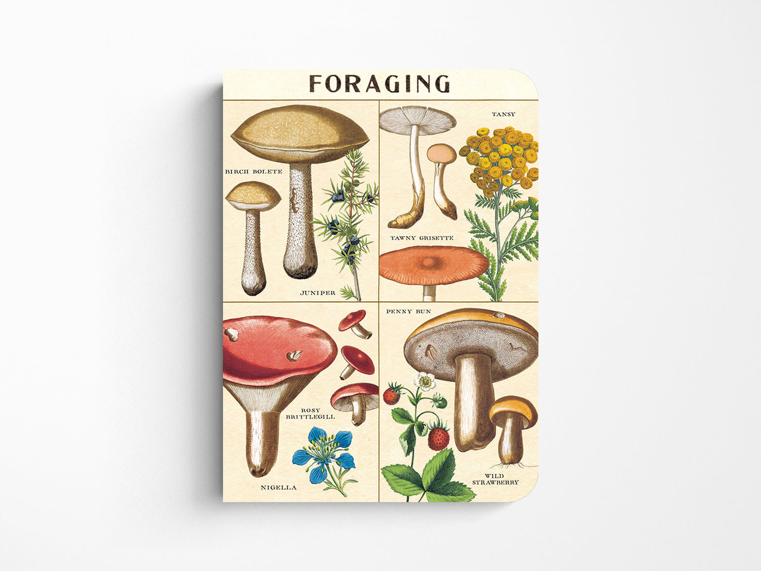 Cavallini Mini Vintage Notebooks Set of 3 - Foraging