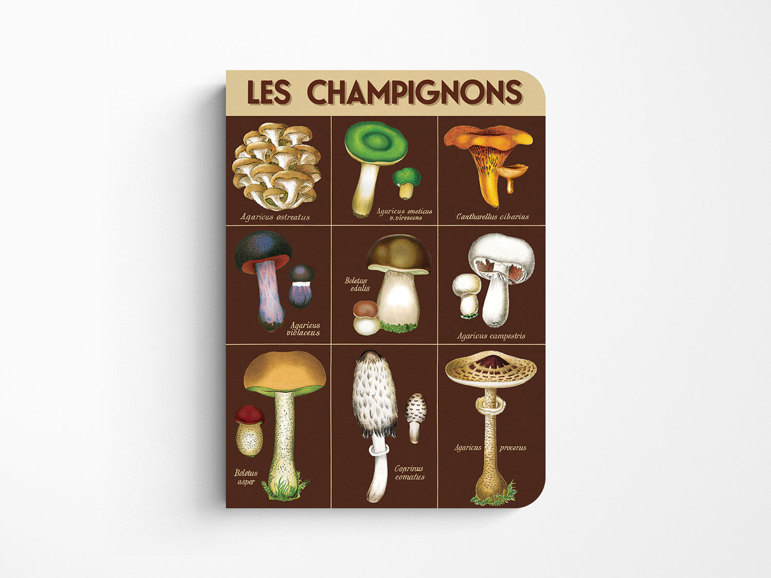 Cavallini Mini Vintage Notebooks Set of 3 - Foraging