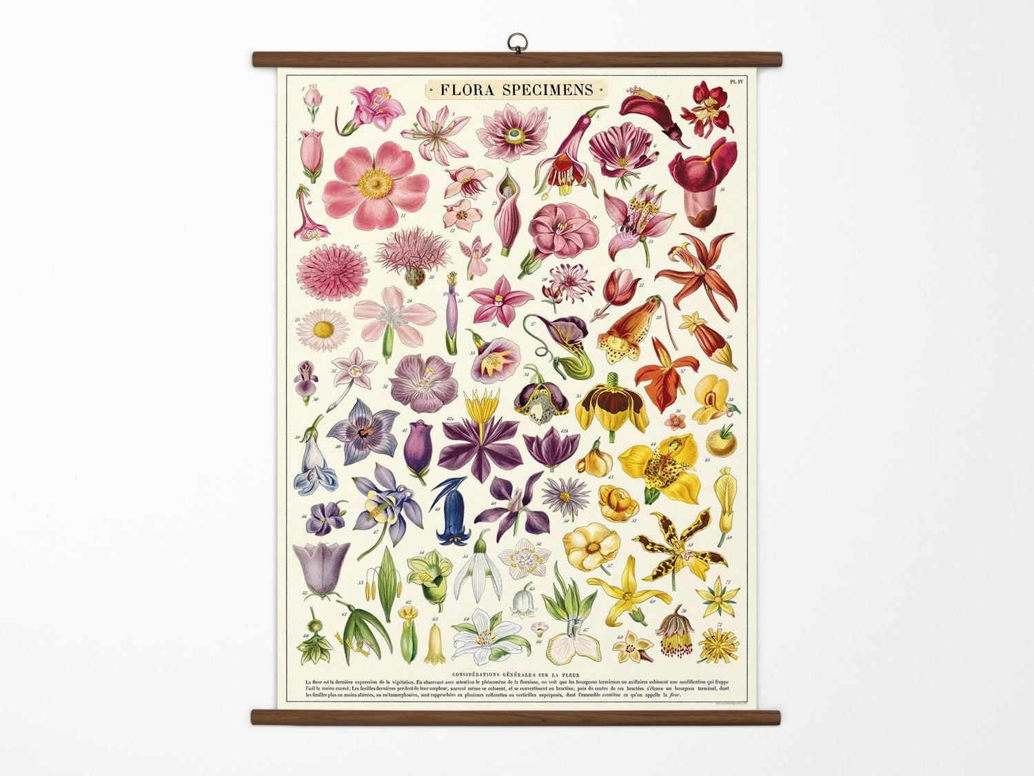 Cavallini Vintage School Chart - Flora Specimens