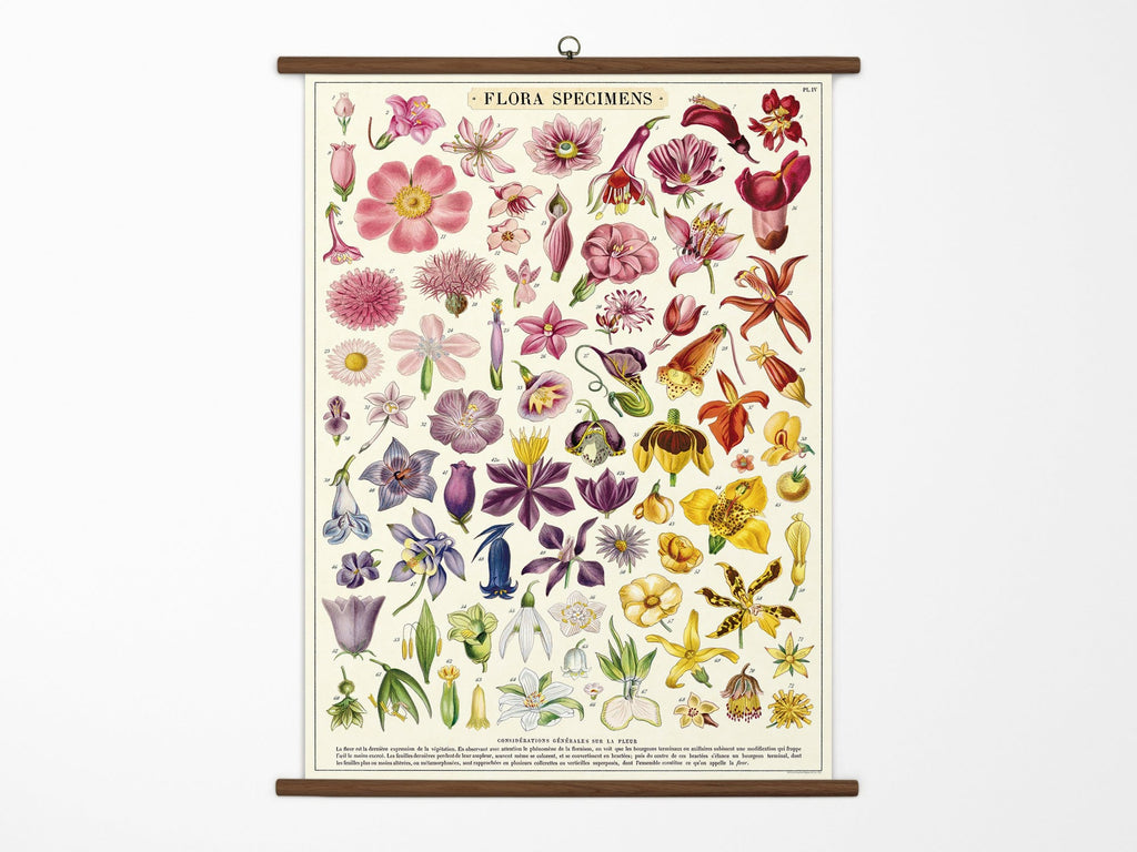 Cavallini Vintage School Chart - Flora Specimens