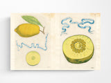 John Derian Sticker Book II
