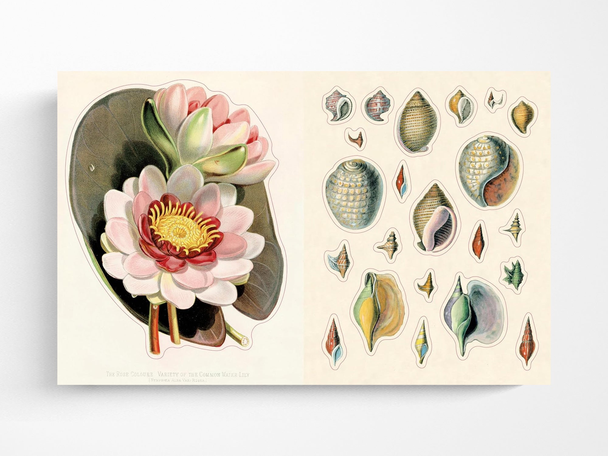 John Derian Sticker Book II – Jenni Bick Custom Journals