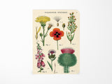 Cavallini Mini Vintage Notebooks Set of 3 - Wildflowers