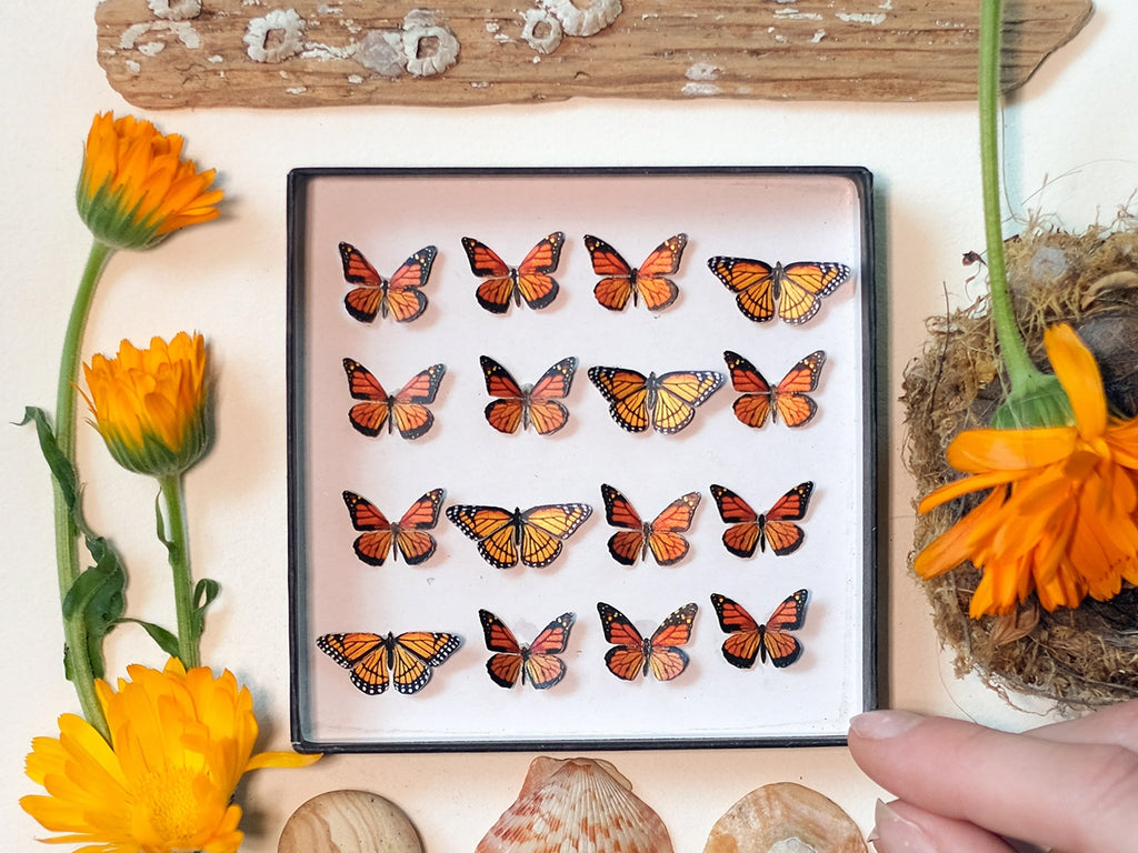 Marmalade Micro Monarch Butterfly Collection