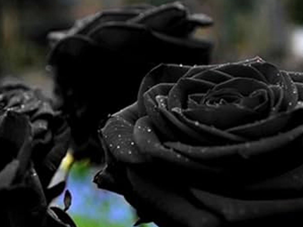 Sailor Pro Gear Slim Fountain Pen - Dried Flowers 2 - Black Rose