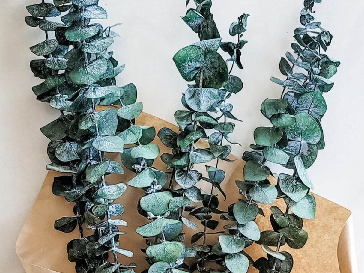 Sailor Pro Gear Slim Fountain Pen - Dried Flowers 2 - Eucalyptus