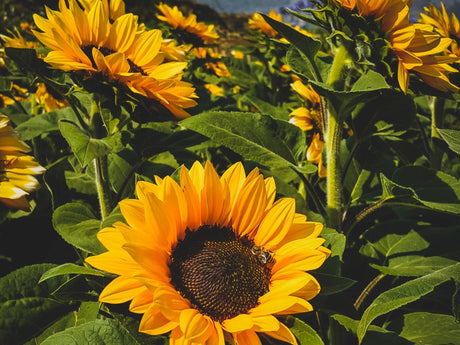 Sunflower | Seed Grow Kit