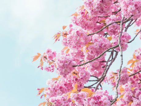 Washington D.C. Cherry | Seed Grow Kit